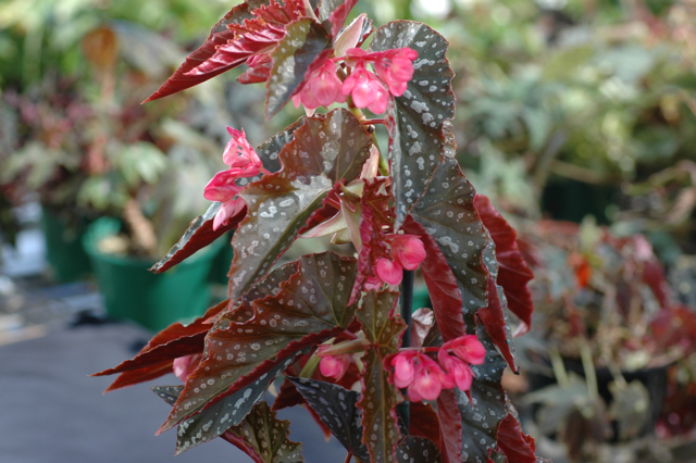 B. ‘Orpha C Fox’